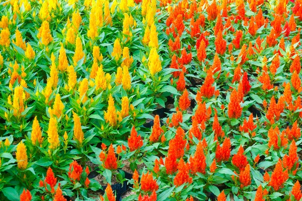Colorful Celosia Flower Garden Beautiful Floral Background — Fotografia de Stock