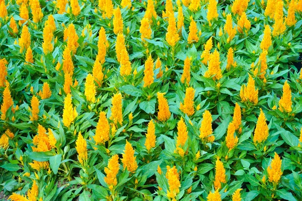 Celosia Colorido Flor Amarela Jardim Fundo Floral Bonito — Fotografia de Stock