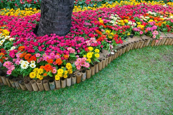 Flores Coloridas Zinnia Jardim Fundo Floral Bonito — Fotografia de Stock
