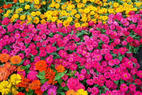 Flores Coloridas Zinnia Jardim Fundo Floral Bonito — Fotografia de Stock