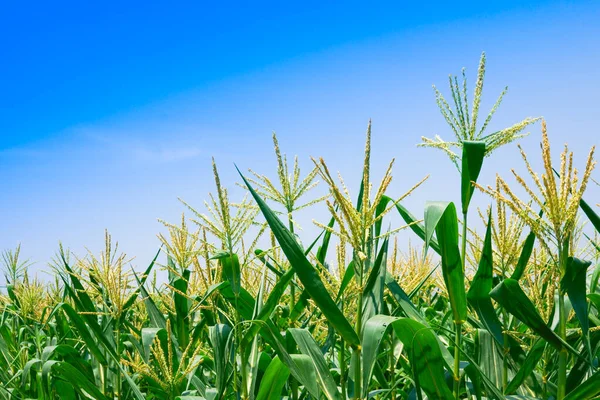 Kukuřičné Pole Jasného Dne Kukuřičný Strom Zemědělské Půdě Modrou Zamračenou — Stock fotografie