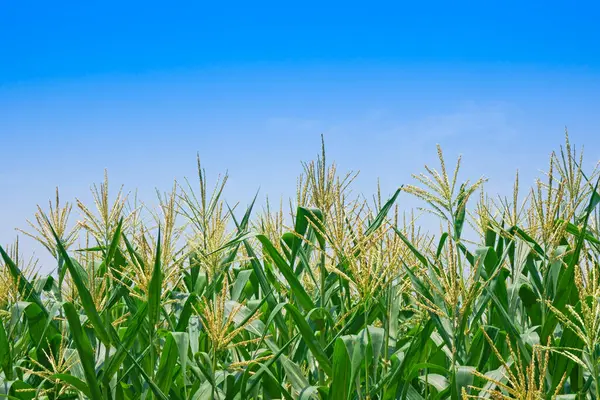 Kukuřičné Pole Jasného Dne Kukuřice Zemědělské Půdě Modrým Zataženým Nebem — Stock fotografie