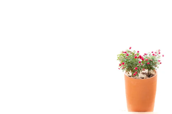 Rote Rosen Tontopf Auf Weißem Hintergrund — Stockfoto