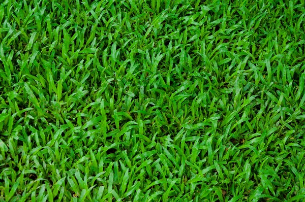 Campo Futebol Grama Verde Padrão Textura Fundo Textura Grama Para — Fotografia de Stock