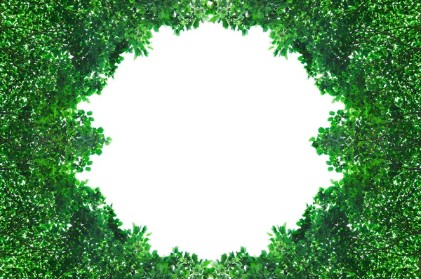 框架从绿色叶子分离出来的白色背景与文字的空间 为背景 — 图库照片