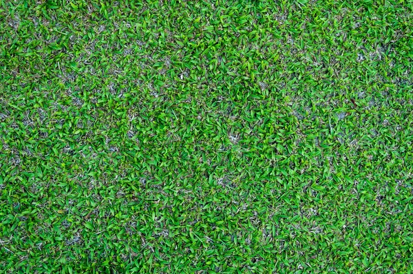 Campo Fútbol Verde Patrón Hierba Fondo Texturizado Hierba Texturizada Para —  Fotos de Stock