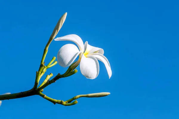 Frangipani Plumeria Květiny Modré Obloze — Stock fotografie