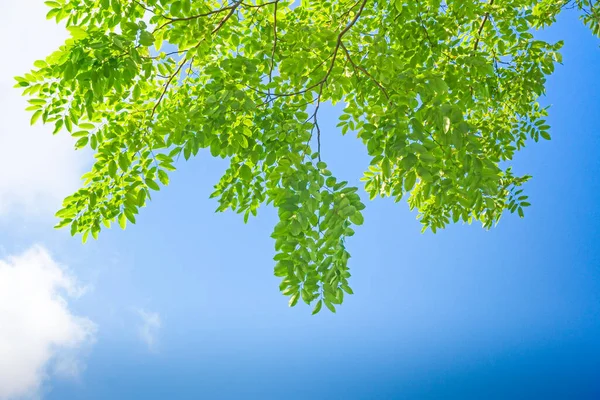 Mavi Gökyüzü Arka Planında Yeşil Yapraklar — Stok fotoğraf
