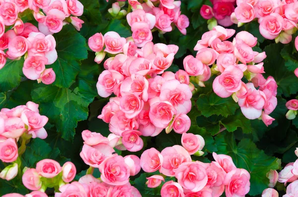 Skupina Růžová Krásná Begonia Tuberhybrida Květ Zblízka Pohled Shora Kvete — Stock fotografie