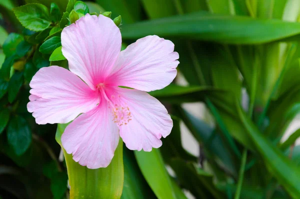 芙蓉花是原产于东亚的一种植物 粉红色的花朵在绿色的花园里盛开 — 图库照片