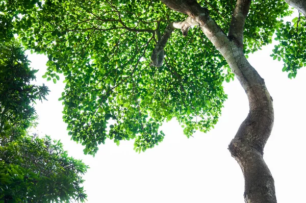 Yaprak Ağaç Beyaz Arka Plan Üzerinde Izole — Stok fotoğraf