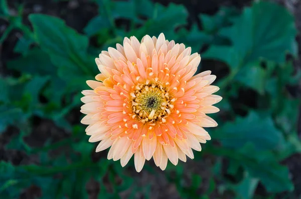 Světle Oranžová Gerbera Zahradě — Stock fotografie
