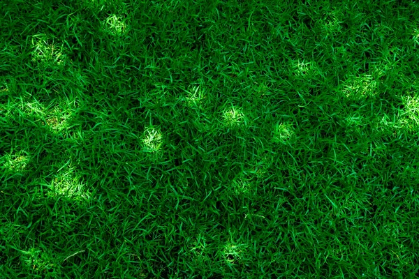 自然の春の緑の草の背景の質およびライトが付いている夏の季節の背景 — ストック写真