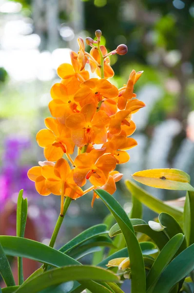 Orquídea Laranjas Bonita Jardim Orquídea Tailandesa — Fotografia de Stock