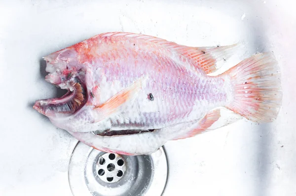 Suda Çürümüş Balıklar Atık Sudaki Kirleticileri Ölü Balıklar Lavabodaki Karıncalar — Stok fotoğraf