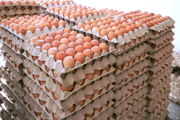 Ovos Galinhas Poedeiras Frescas Com Arranjo Limpo Mercado — Fotografia de Stock