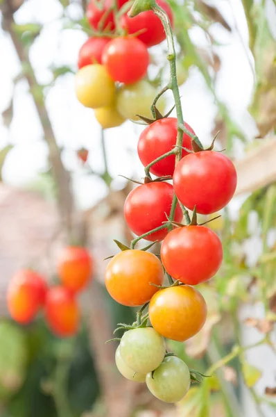 Tomates Cherry Frescos Jardín Tomates Vegetales Enfoque Selectivo — Foto de Stock