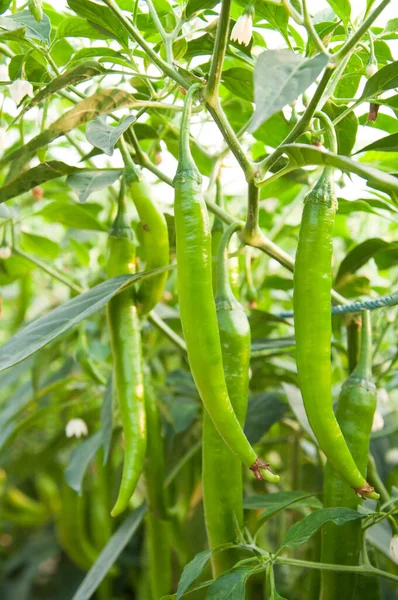 Verse Groene Pepers Een Moestuin Klaar Oogsten Grondstof Plant Koken — Stockfoto