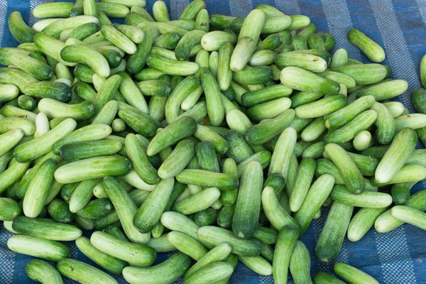 Fresh Green Cucumbers Background Market Thailand — Stock Photo, Image