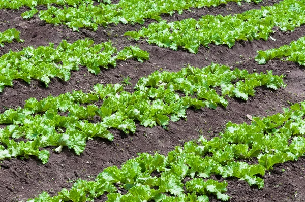 Φρέσκια Σαλάτα Πράσινη Βιολογικό Αγρόκτημα Κήπων Ανάπτυξης Νέων Σαλάτα Λαχανικό — Φωτογραφία Αρχείου