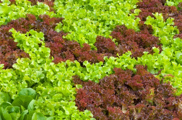 정원에서 신선한 샐러드 온실에서 자라는 수경법 — 스톡 사진