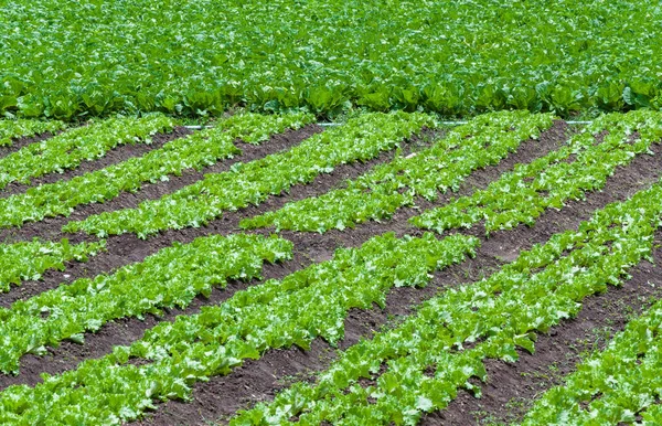 Frisse Salade Groene Biologische Boerderij Tuin Groei Jonge Salade Groente — Stockfoto