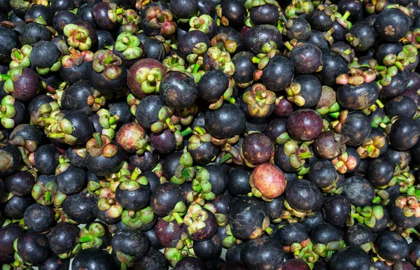Mangostano Regina Della Frutta — Foto Stock