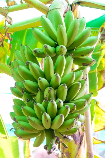 Rohe Banane Baum — Stockfoto
