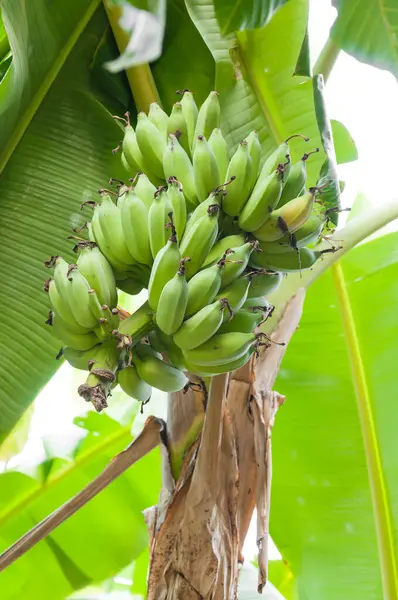 Raw Banana Monte Árvore Jardim Tailândia — Fotografia de Stock