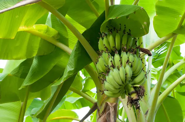 태국에서 정원에서 나무에 익지않는 바나나 — 스톡 사진