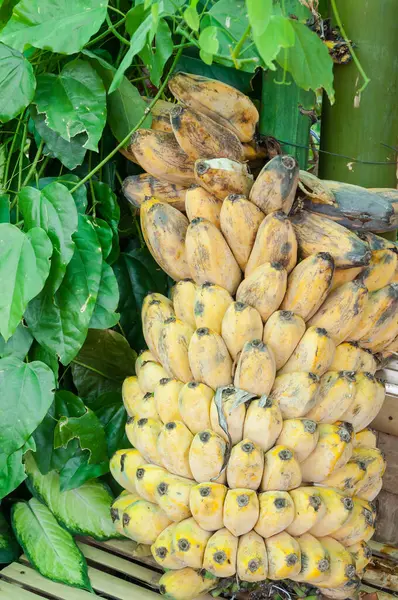 Banana Cultivada Madura Jardim — Fotografia de Stock