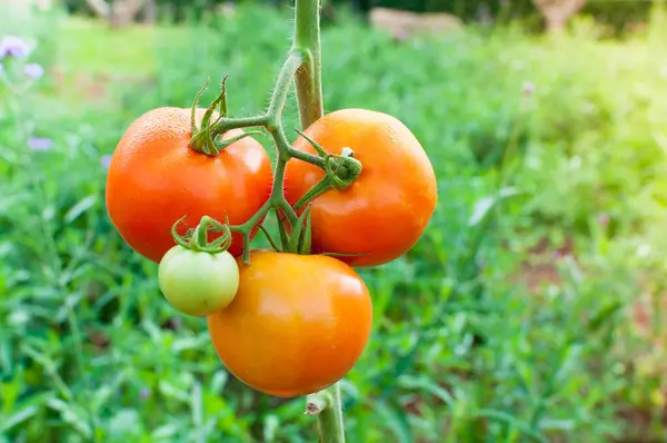 Tomates Ecológicos Maduros Jardín Listos Para Cosechar Tomates Frescos — Foto de Stock
