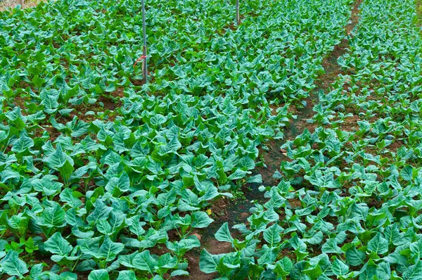 Řádky Čerstvé Plantáže Školky Zeleniny Známého Zemědělství Venkově Thajsku — Stock fotografie