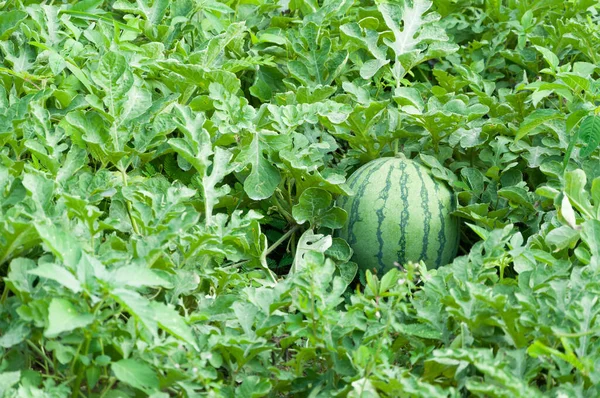 Meloun Vodní Zelené Plantáži Melounu Létě Zemědělské Melounové Pole — Stock fotografie