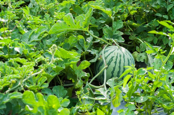 Görögdinnye Zöld Görögdinnye Ültetvény Nyáron Mezőgazdasági Görögdinnye Mező — Stock Fotó