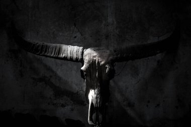 Siyah ve beyaz arka planda mistik sembollü bufalo kafatası