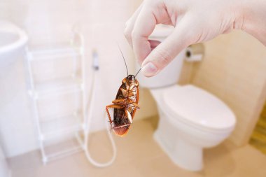 Tuvalet arkasında kahverengi hamamböceği, tuvalette hamamböceği, hastalık taşıyıcı olarak hamamböceklerini...
