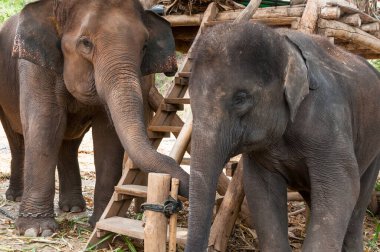 Kuzey Tayland 'da, Chiang Mai yakınlarında korunan Asya fili.