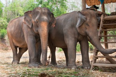 Kuzey Tayland 'da, Chiang Mai yakınlarında korunan Asya fili.