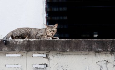 Güzel Bengal kedisi gözleriyle duvarda. Kahverengi kedi. Şirin kedi, yalancı kedi.
