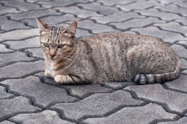 Güzel gözlü kedi, kahverengi kedi Sevimli kedi, yalan söyleyen kedi, rahatlatıcı kedi