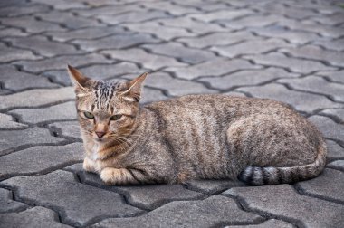 Güzel gözlü kedi, kahverengi kedi Sevimli kedi, yalan söyleyen kedi, rahatlatıcı kedi