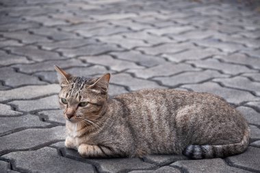 Güzel gözlü kedi, kahverengi kedi Sevimli kedi, yalan söyleyen kedi, rahatlatıcı kedi