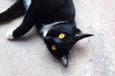 Bombay siyah kedi sarı göz yerde rahatla
