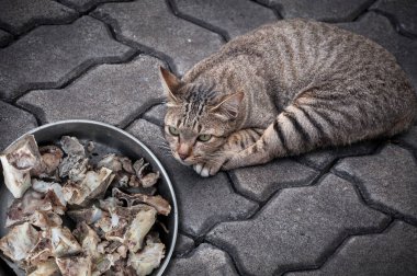 Kahverengi sevimli kedi, yerde kemikleri var.