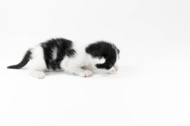 Beyaz arka planda, doğumdan sonraki ilk gün siyah beyaz şirin bir kedi yavrusu.