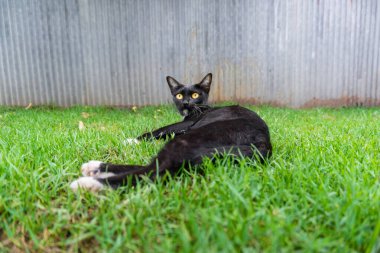 sevimli siyah kedi yeşil çim çim üzerinde yalan