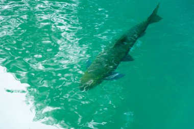 Ulusal parkta temiz suda yüzen balıklar