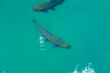Ulusal parkta temiz suda yüzen balıklar
