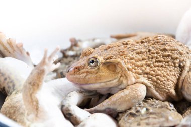 Pazarda birlikte yemek pişirmek için bir konteynırda kurbağa.